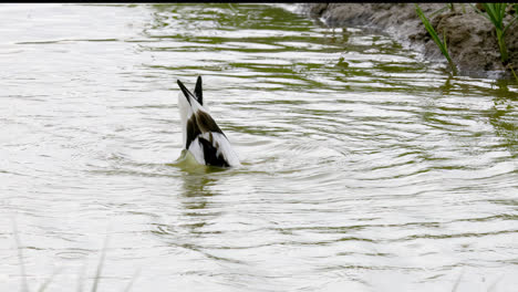 Avocet-wading-seabird-feeding-on-the-marshlands-of-the-lincolnshire-coast-marshlands,-UK