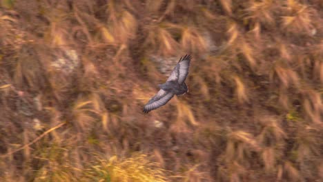 Draufsicht-Auf-Den-Schwarzbrustbussard,-Der-über-Der-Andenschlucht-Auf-Der-Suche-Nach-Beute-Schwebt