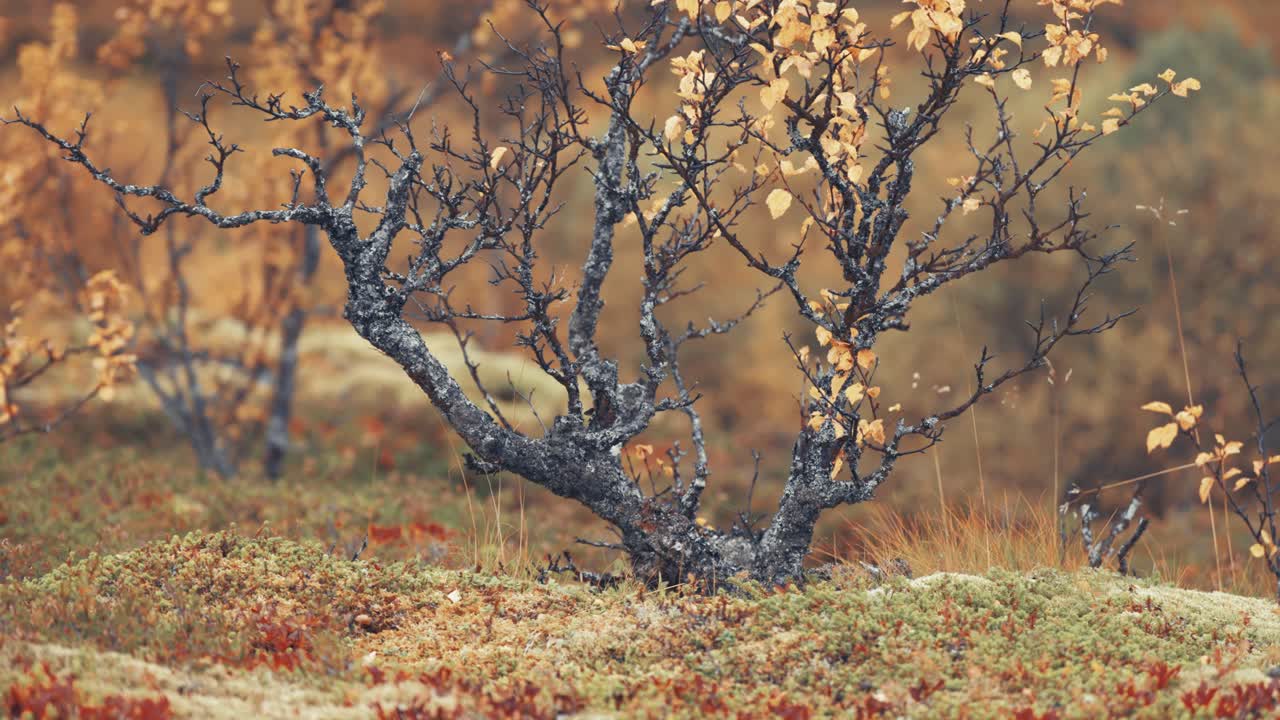 скрученные и скрученные ветви карликовой березы покрыты крошечными желтыми листьями.