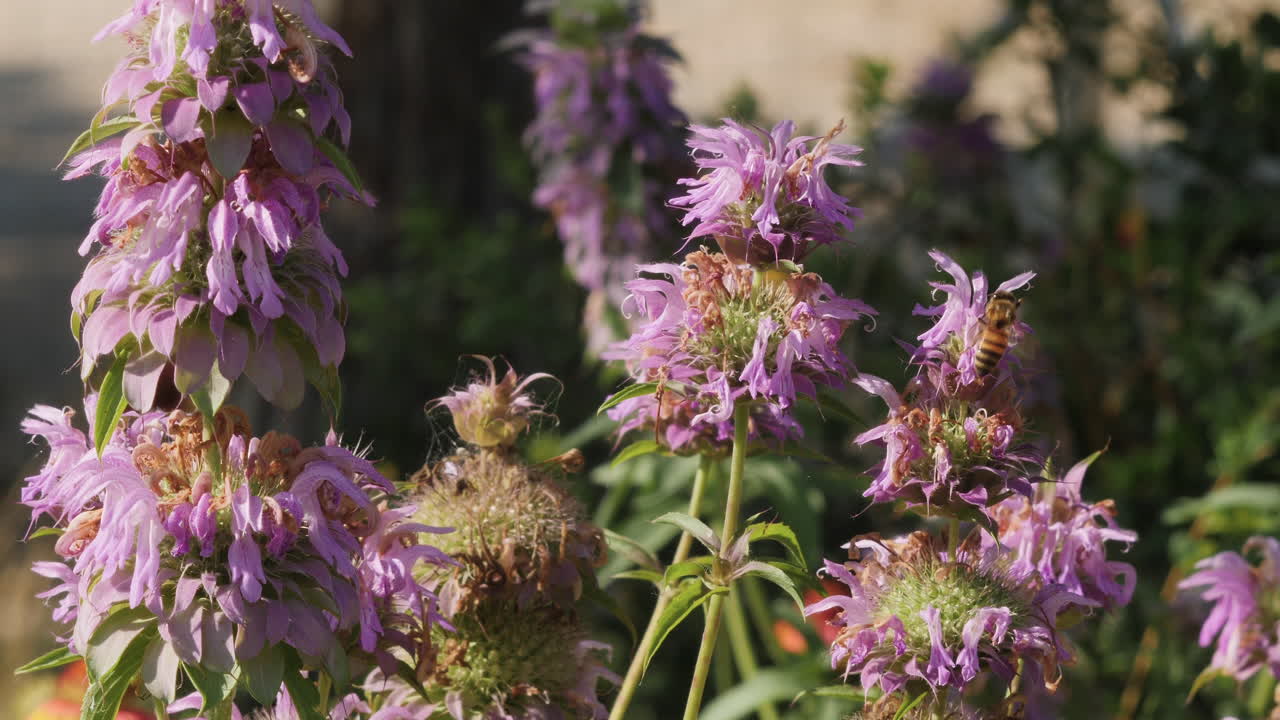 una abeja melífera en una flor silvestre de menta de caballo en el país montañoso de texas