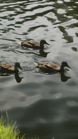 patos nadando en el agua