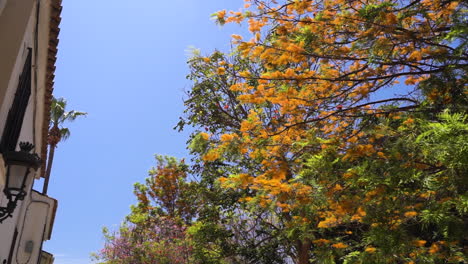 Orange-color-tree-foliage-in-city-of-Estepona,-motion-view