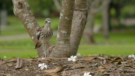 Busch-Brachvogel-Hockt-Aus-Dem-Stand-–-Brisbane-City-Botanic-Gardens