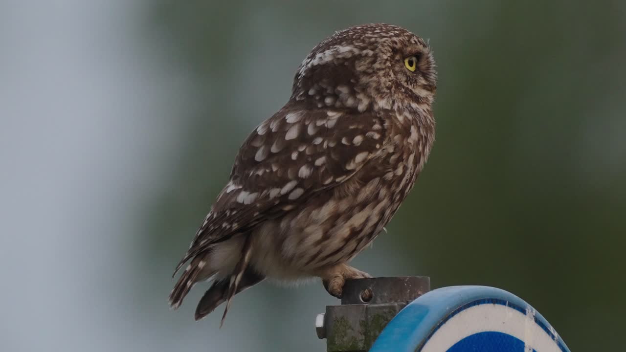야생 동물: 흐릿한 배경, 정적 중간 샷으로 금속 빔에 작은 올빼미가 자리 잡고 있습니다.