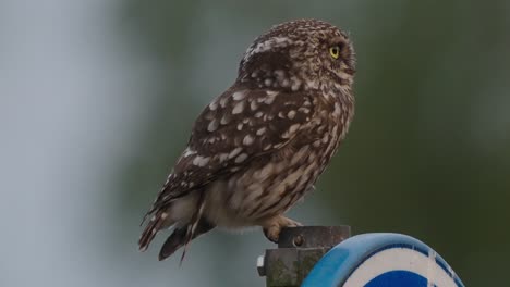 Fauna:-Pequeño-Búho-Encaramado-En-Una-Viga-De-Metal-Con-Fondo-Borroso,-Plano-Medio-Estático