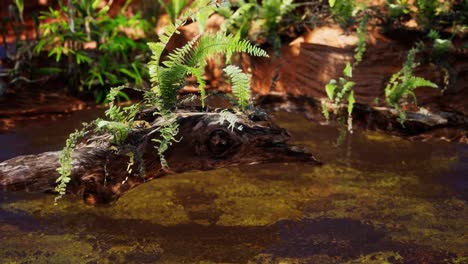 Estanque-Dorado-Tropical-Con-Rocas-Y-Plantas-Verdes