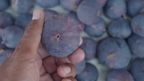 hand holding a fresh purple fig