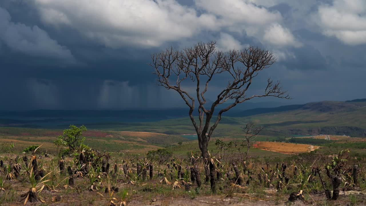 A lone tree with no leaves stands in a deforested field as dark clouds and rain approach in Paraiso Achado, Minas Gerais, Brasil
