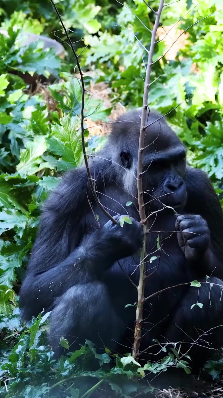 Gorilla che mangia tra una lussureggiante vegetazione verde