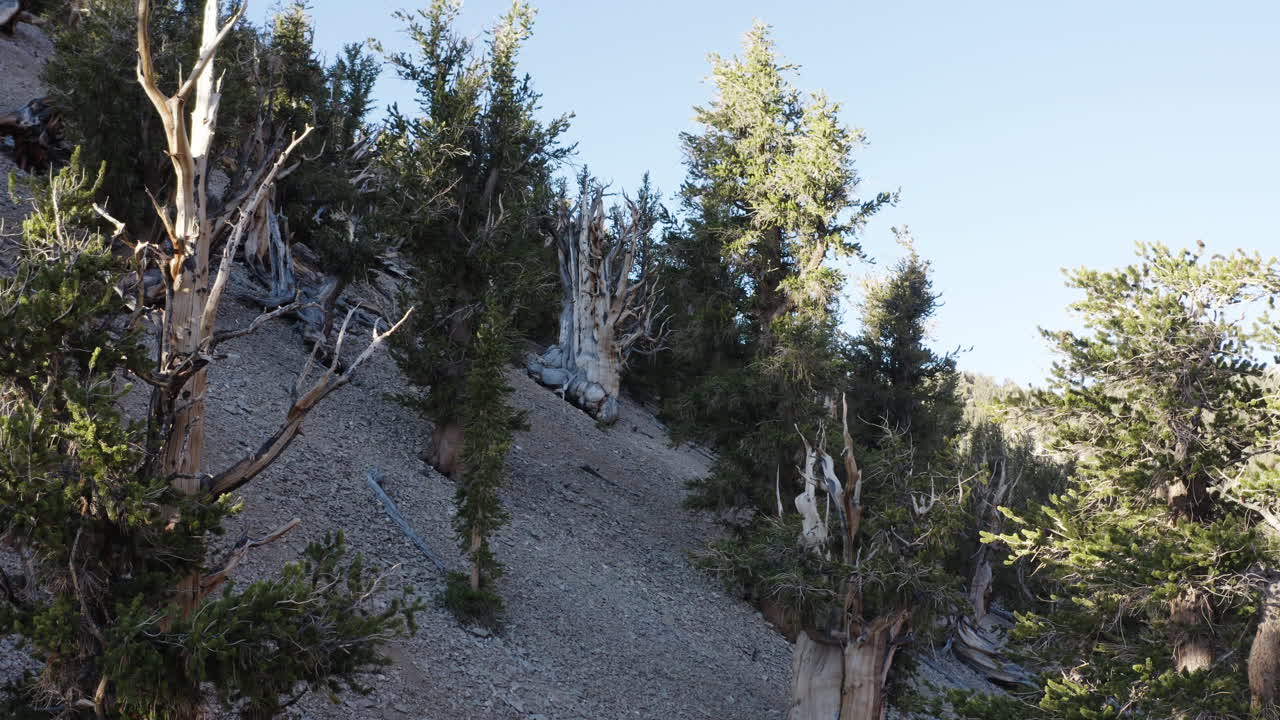 pinos de bristlecone en una pendiente escarpada y rocosa en las montañas blancas, california