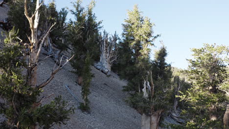 Bristlecone-pines-on-a-steep,-rocky-slope-in-the-White-Mountains,-California