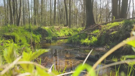 Experimente-La-Serena-Belleza-Del-Arroyo-Topiec,-Ubicado-En-Wielkopolska,-Polonia