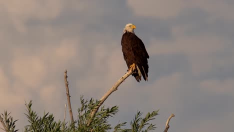 bald eagle perching on tree and observing its surrounding