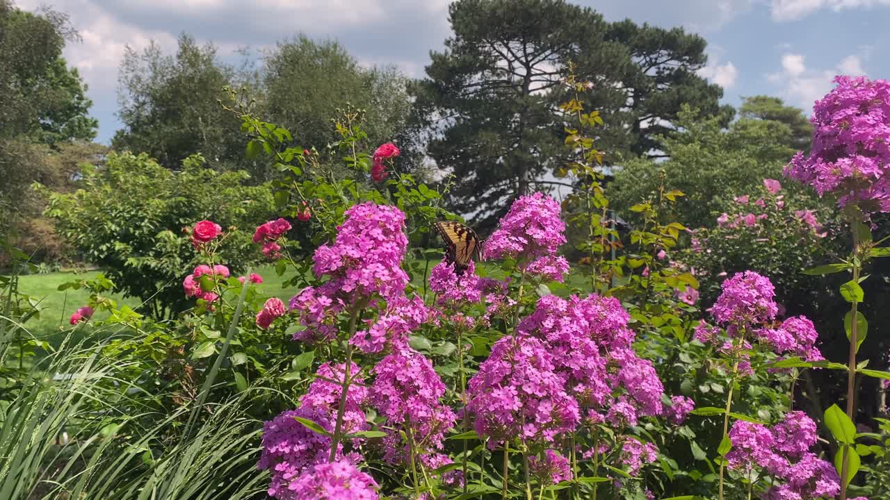 Butterfly and Flowers in a Garden