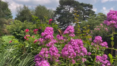 butterfly and flowers in a garden