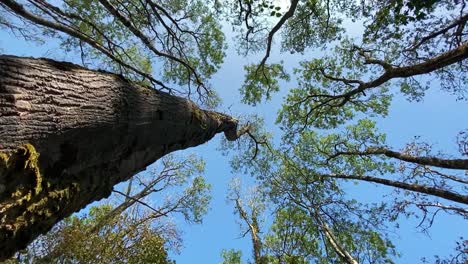 Irish-Ash-Tree-orbiting-Vertical-Shot