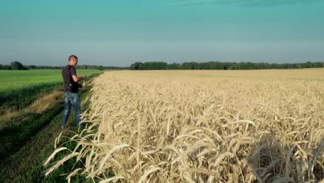 young man goes along a field of rye 1