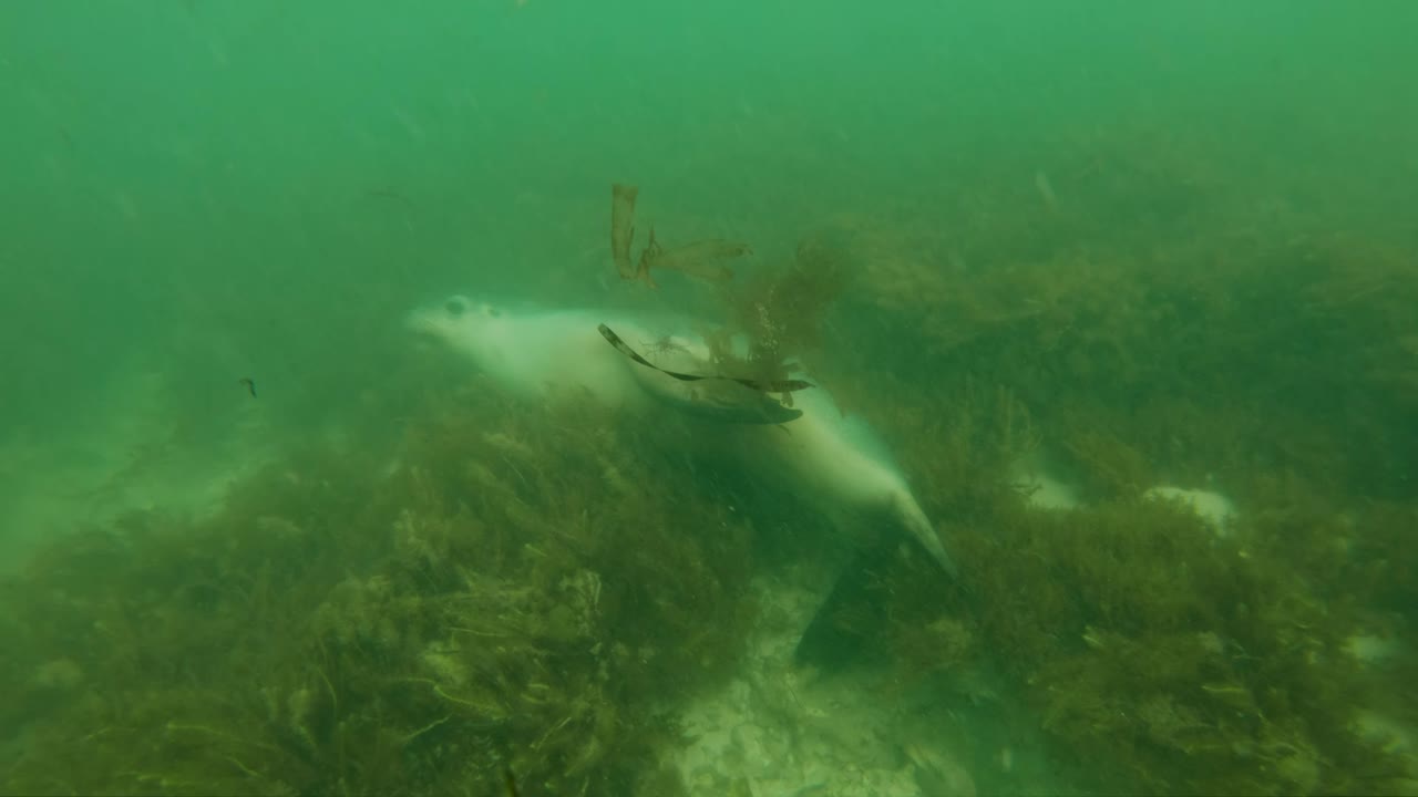cámara lenta león marino de australia en agua turbia en el suelo