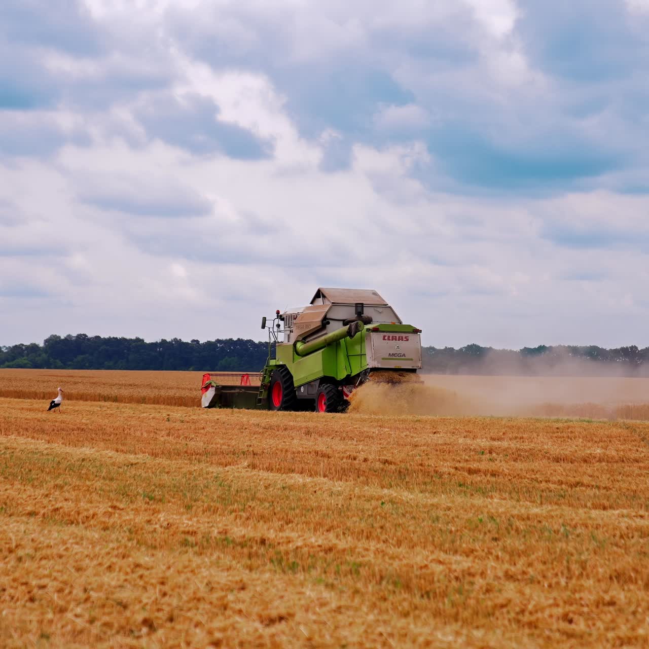 Combine harvester working on field. Harvesting machine driver cutting crop in farmland