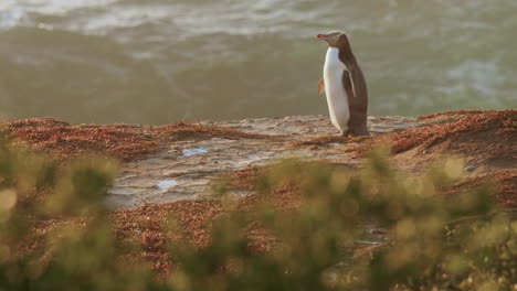 Seitenporträt-Eines-Gelbaugenpinguins,-Der-Bei-Sonnenaufgang-In-Neuseeland-Am-Meer-Steht