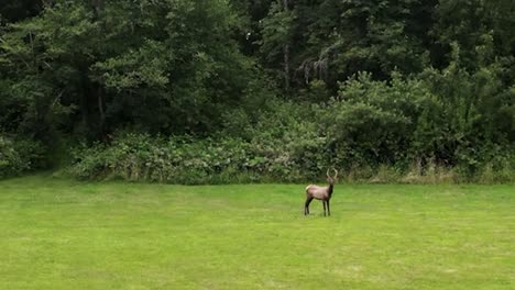 male roosevelt elk calf standing alone in grassy field in spring