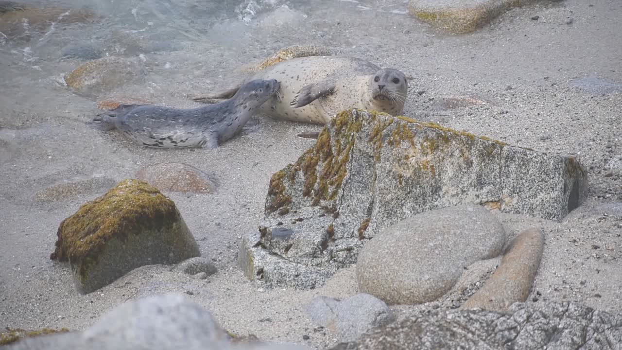 Harbor seal mother and nursing pup, Pacific Grove, California