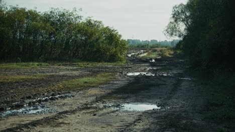 muddy dirt road with puddles, flanked by dense vegetation in lonjsko polje krapje