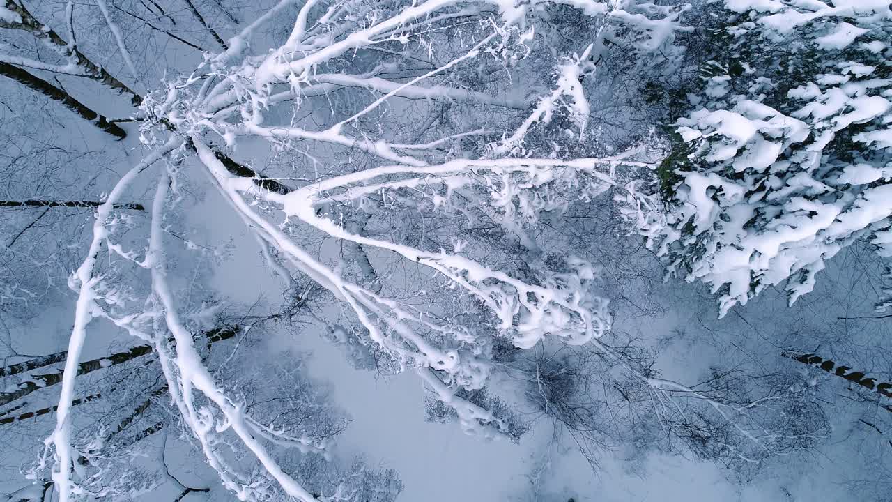 rami innevati nella foresta. sfondo fata invernale