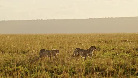 Tiere-Jagen,-Zwei-Geparden-Auf-Der-Jagd-In-Afrika,-Afrikanische-Wildtiersafari-In-Der-Masai-Mara,-Kenia,-Wandern-Und-Pirschen-In-Der-Wunderschönen-Savanne-Der-Masai-Mara,-Erstaunliches-Tierverhalten,-Weitwinkelaufnahme