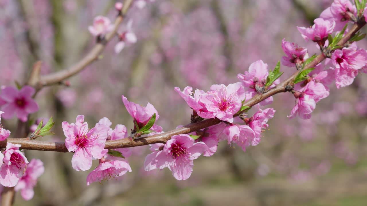 Peach Pink Sakura Flowers Moving Gently in the Spring Sunshine
