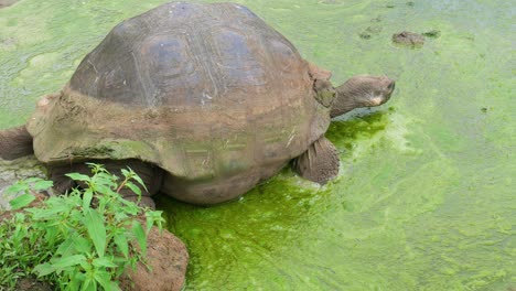 tortuga galápagos está entrando al agua