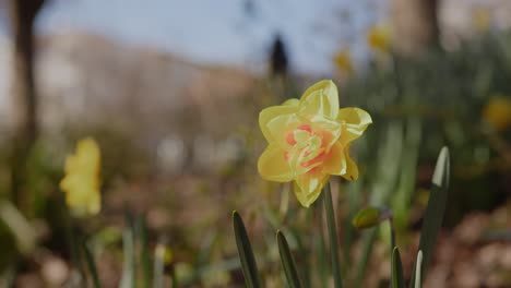 Macro-Shot-of-a-Tahiti-Daffodil