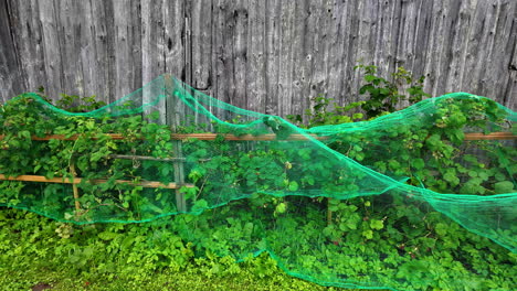 berry plants on a trellis, covered with green netting by a wooden fence