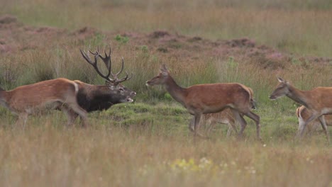 medium shot of a large red deer buck with a giant rack of antlers walking with his harem of does and calling out while walking through a grassy field during the rut