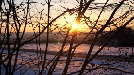 hermosa puesta de sol de invierno brilla a través de ramas de árboles sin hojas