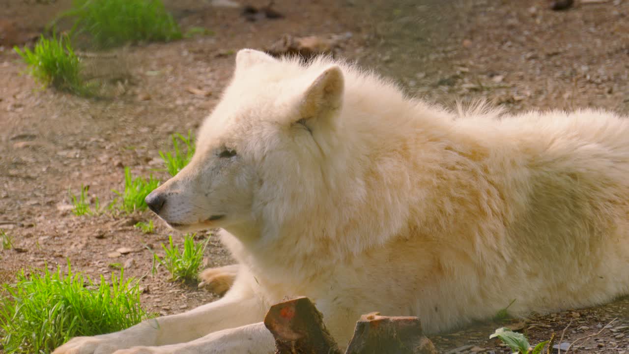 Wild Animal Grey Wolf Lying Down Resting in Daylight 4K