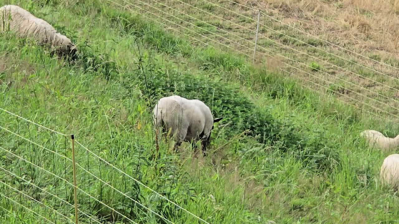 들판에서 풀을 뜯고 있는 양 떼