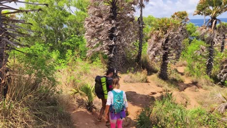 hiking through a tropical forest