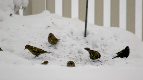 sparrows, house finches and red-winged blackbirds eat seeds below a bird feeder during a heavy snow