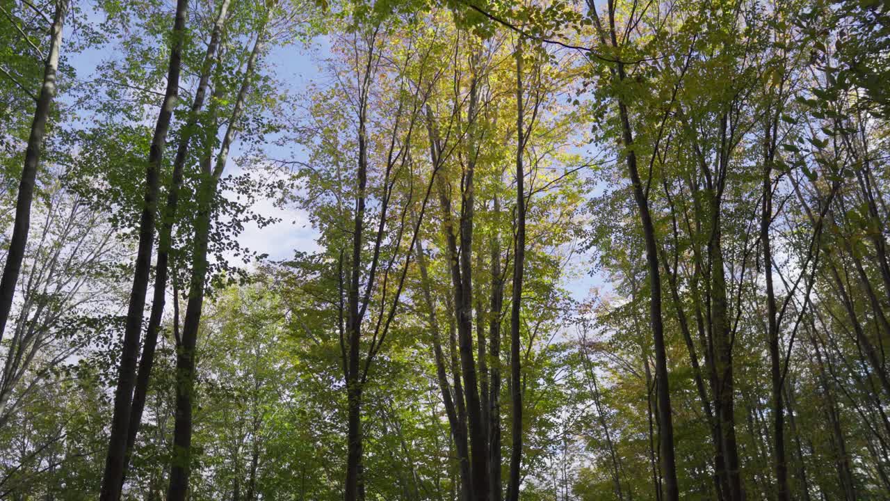 ángulo bajo color de otoño follaje del bosque hojas naranjas día soleado inclinarse hacia abajo