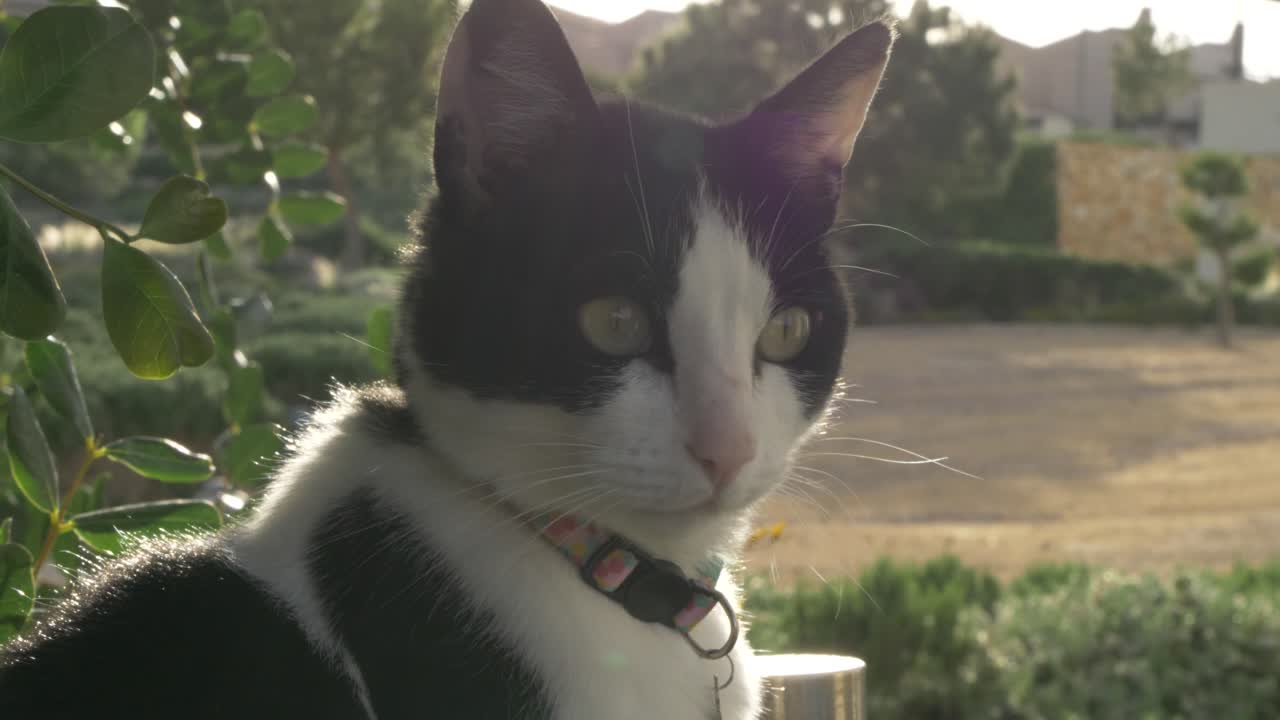 Gatto bianco e nero che guarda la fotocamera con il tramonto sullo sfondo