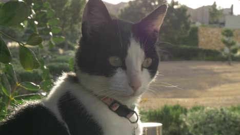 black and white cat looking at the camera with sunset in the background