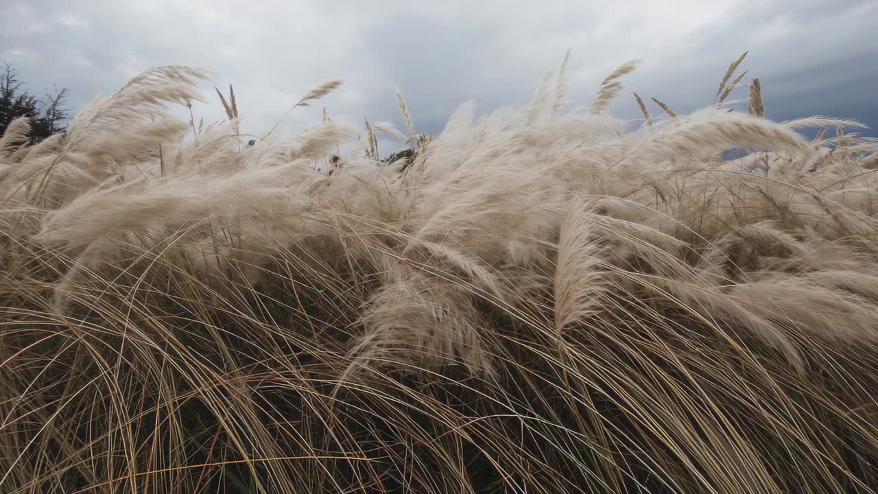 Swaying tall beige feather grass in meadow, bending from gusts with distant shrubs and overcast sky