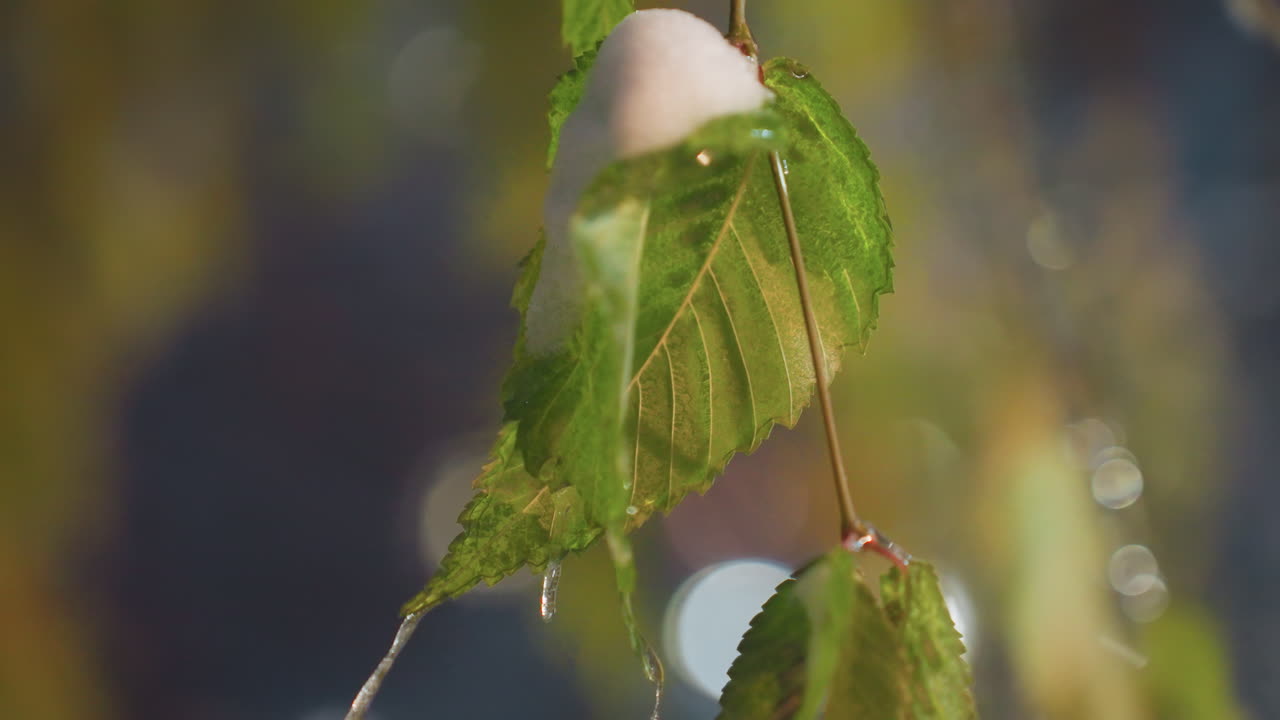 빙판과 얼음이 매달린 활기찬 초록색 잎의 클로즈업, 배경에 부드러운 흐릿한 불빛으로 조명되어 평온한 겨울 분위기를 만니다.