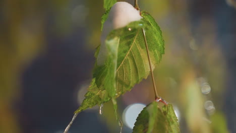 close-up of vibrant green leaves with snowdrop and icicles hanging, illuminated by soft blurred lights in background, creating a serene winter atmosphere