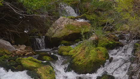 river rushing over large mossy rocks in rainforest