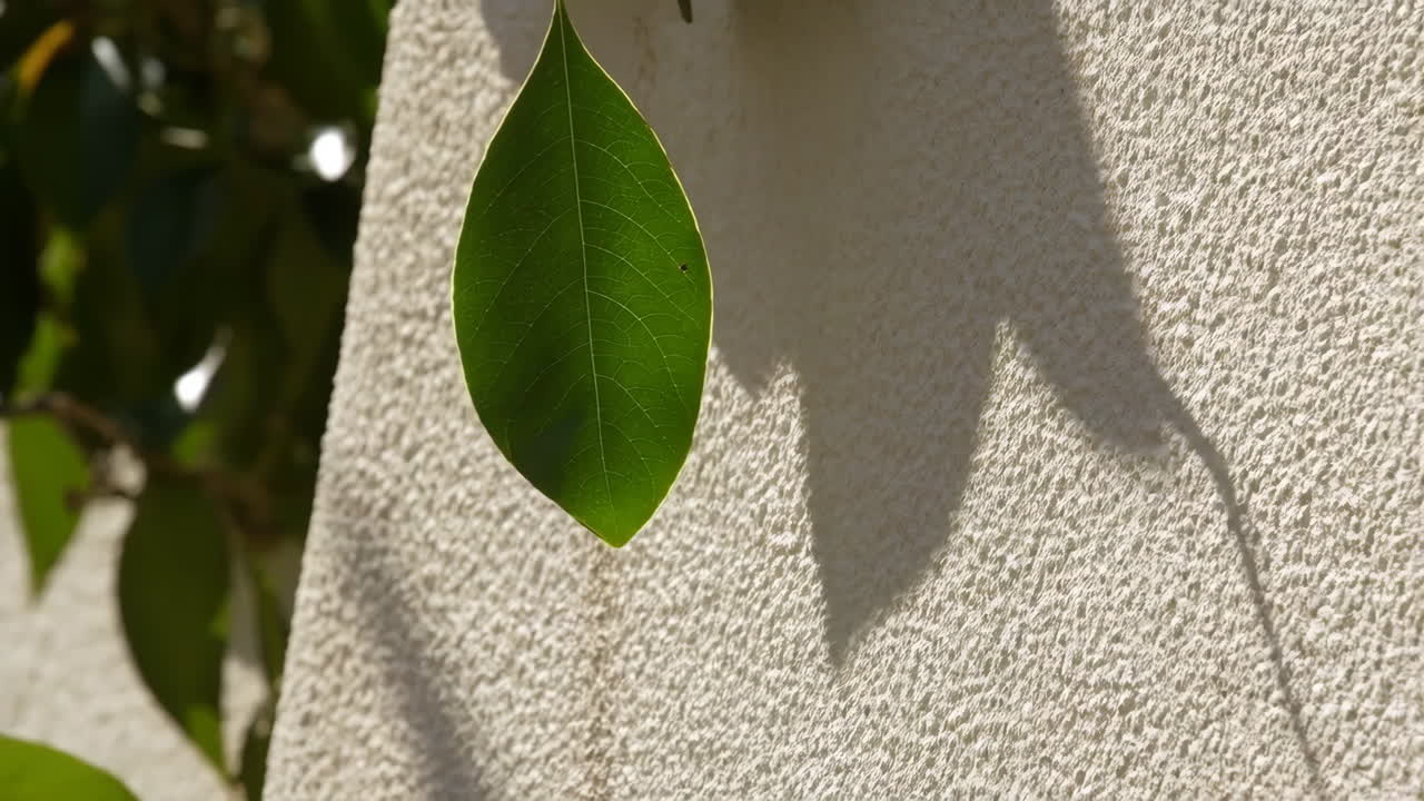 Green Leaf and Shadow on Textured Wall in Sunlight