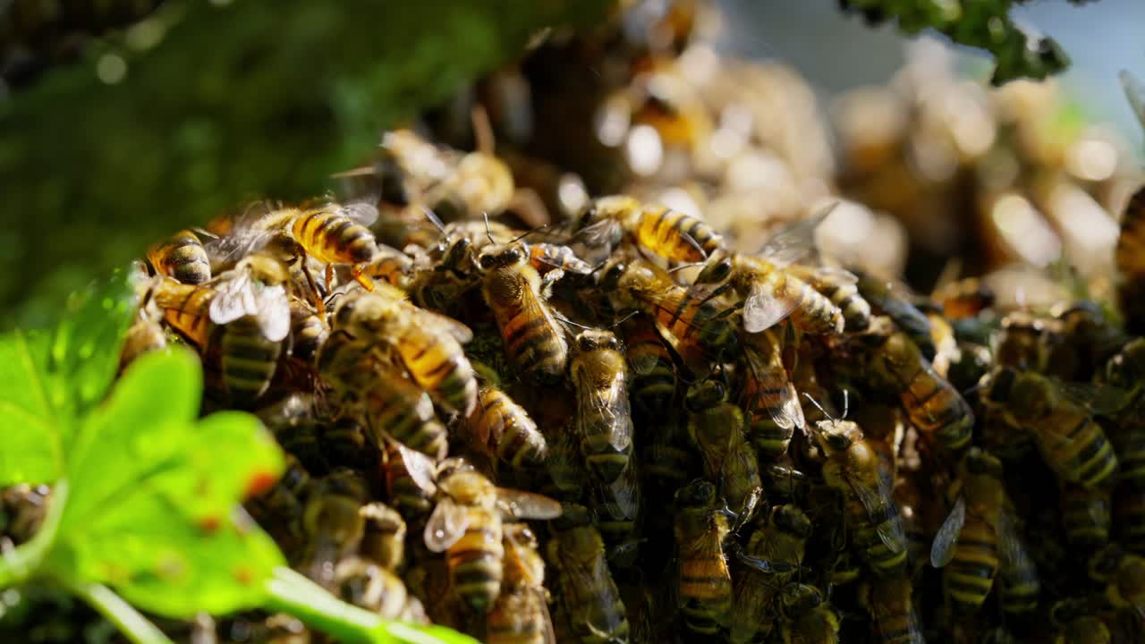 cerca del enjambre de abejas melíferas y cubriendo el panal en la rama del árbol de manzana