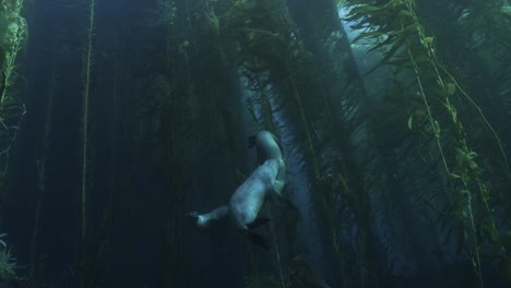 sea lions playing in kelp forest