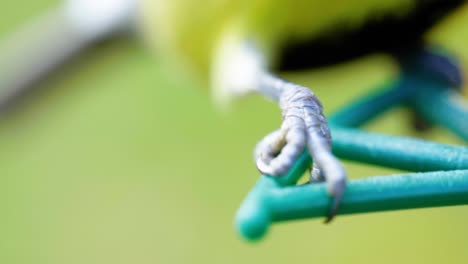 toma macro cinematográfica en cámara lenta de 4k de los pies de un pájaro aterrizando en un comedero para pájaros